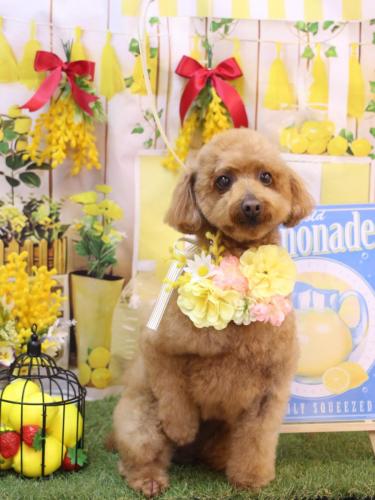 20240407チョコちゃん